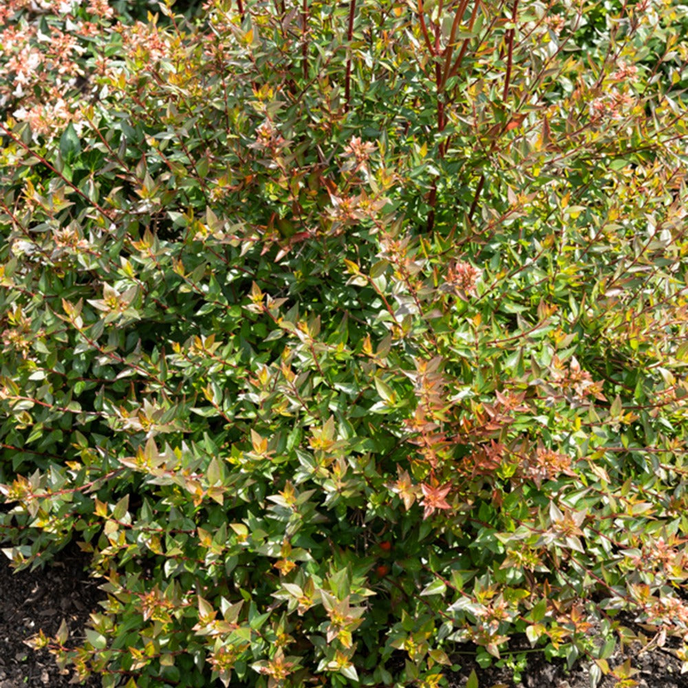 Abelia Sherwood - Abelia grandiflora 'sherwood' - Willemse