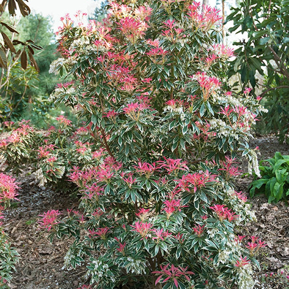 Rotsheide Flaming Silver - Pieris japonica Flaming Silver - Willemse