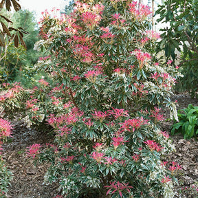 Verkoop Rotsheide Flaming Silver - Pieris japonica Flaming Silver