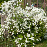 Parelstruik - Exochorda macrantha 'the bride' - Willemse