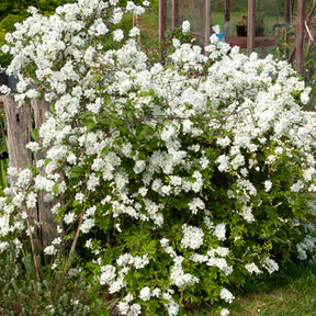 Parelstruik - Exochorda macrantha 'the bride' - Willemse