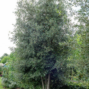Steeneik - Quercus ilex - Willemse