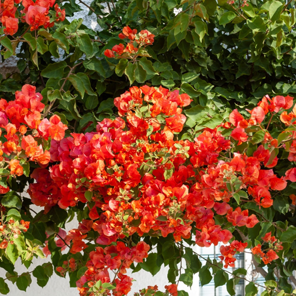 Bougainvillea orange - Bougainville - oranje - Bougainville