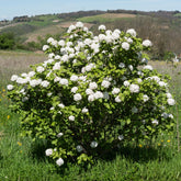 Viburnum carlesii - Geurende sneeuwbal - Sneeuwbal (Viburnum)