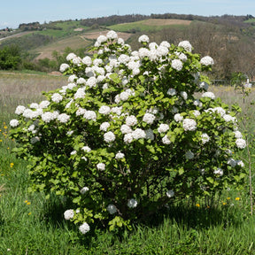Viburnum carlesii - Geurende sneeuwbal - Sneeuwbal (Viburnum)