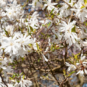 Magnolia stellata Royal Star - "Stermagnolia ""Royal Star""" - Magnolia