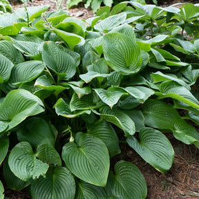 Hartlelie - Hosta elata - Willemse