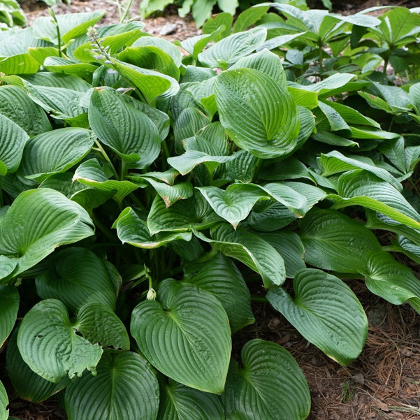 Hartlelie - Hosta elata - Willemse