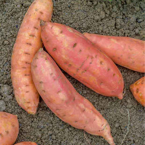 Zoete aardappel 'Beauregard' - Willemse