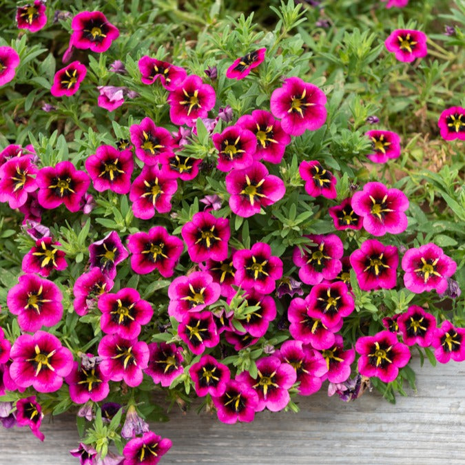 Petunia en Calibrachoa - Petunia 'Good Night Kiss' (x3) - Calibrachoa cabaret® 'good night kiss'