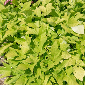 Groene zoete aardappel (x3) - Ipomoea batatas 'sweet caroline green' - Willemse