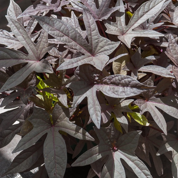 Purpur zoete aardappel (x3) - Ipomoea batatas 'sweet caroline purple' - Willemse