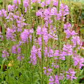 Scharnierbloem Bouquet Rose - Physostegia virginiana 'bouquet rose' - Willemse