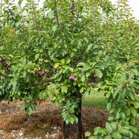 Pruimenboom 'Stanley' - Prunus domestica 'stanley' - Willemse