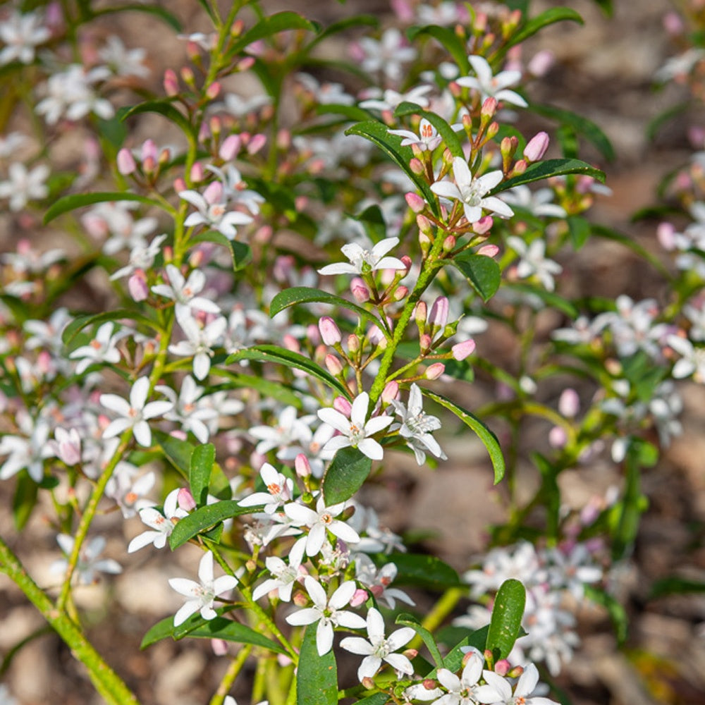 Heesters - Wasbloem - Eriostemon myoporoides (philotheca)