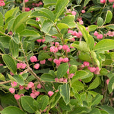 Phellomanus Kardinaalsmuts - Willemse