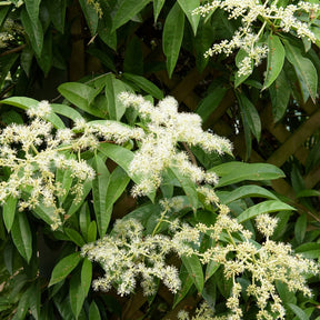 Bladhoudende klimHortensia - Pileostegia viburnoides - Willemse