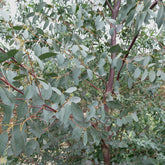 Kleinbladige gomboom - Willemse