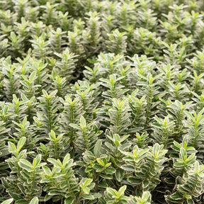 Kardinaalsmuts 'Microphyllus Albovariegatus' - Willemse