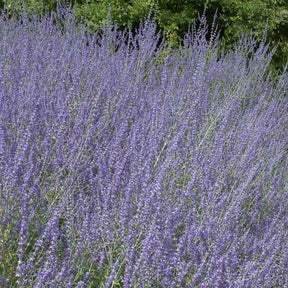 Russische salie 'Little Spire' - Willemse