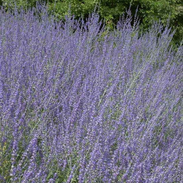 Russische salie 'Little Spire' - Willemse