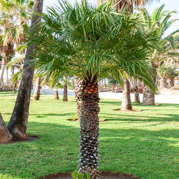Californische palm - Washingtonia filifera - Willemse