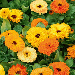Goudsbloem Mix - Willemse