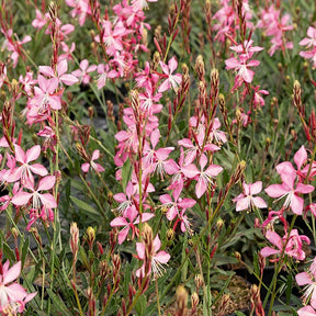 Gaura lindheimeri (blanc +siskiyou pink) - Prachtkaars Mix - wit + roze (x2) - Gaura