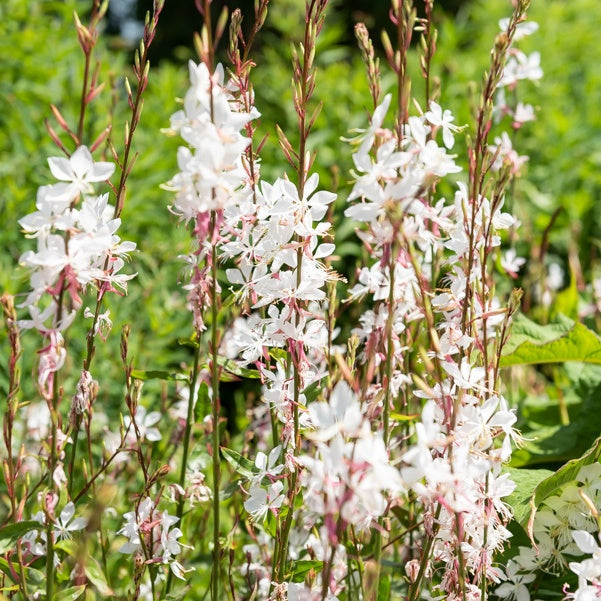 Gaura - Prachtkaars Mix - wit + roze (x2) - Gaura lindheimeri (blanc +siskiyou pink)