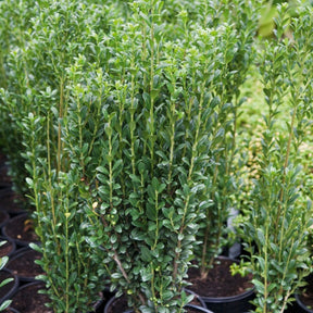 Japanse hulst 'Fastigiata' - Ilex crenata fastigiata - Hagen