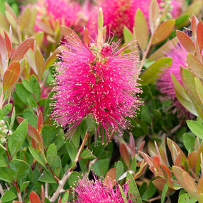 Lampepoetserplant 'Hot Pink' - Willemse