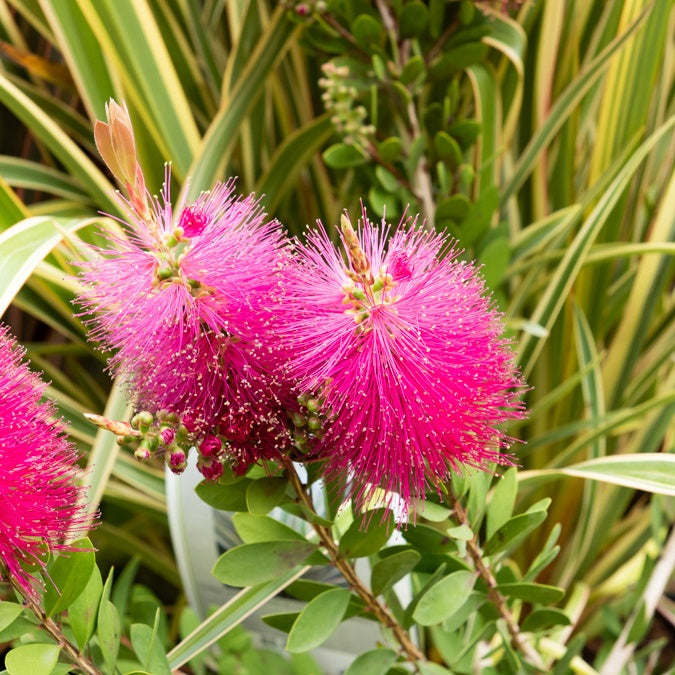 Callistemon viminalis Hot Pink - Lampepoetserplant 'Hot Pink' - Bloeiende heesters