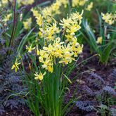 Narcissen Hawera (x10) - Willemse