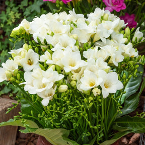 Enkele Witte Freesia - Willemse