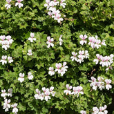 Hangende geranium - wit - Pelargonium peltatum - Willemse