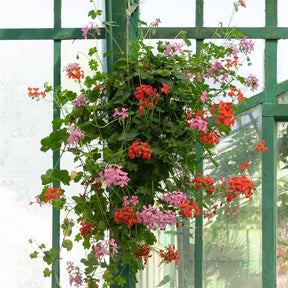 Pelargonium peltatum - Hangende geranium - roze - Geranium - Pelargonium
