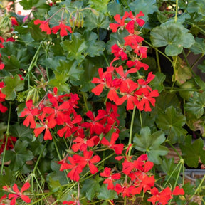 Hanggeranium - Willemse