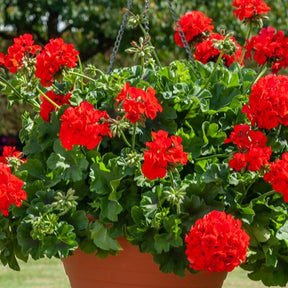 Geranium Mix - rood + wit + Dark Lilac (x6) - Pelargonium zonale - Willemse
