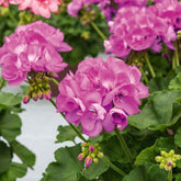 Geranium - paars - Willemse
