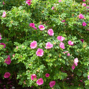 Wilde roos 'Rubra' - Willemse