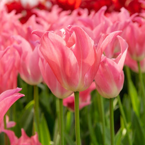 Tulpen Pretty Love (x7) - Willemse