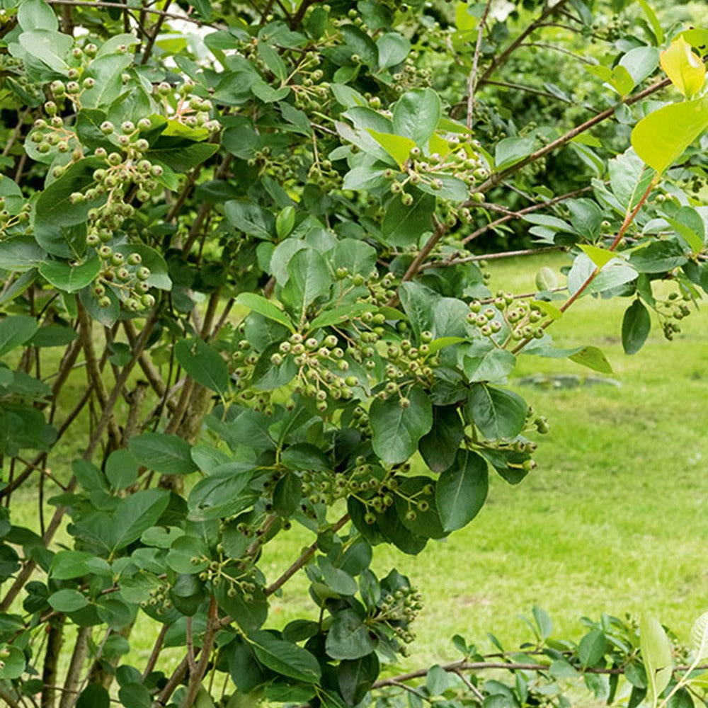 Verkoop Zwarte appelbes - Aronia melanocarpa