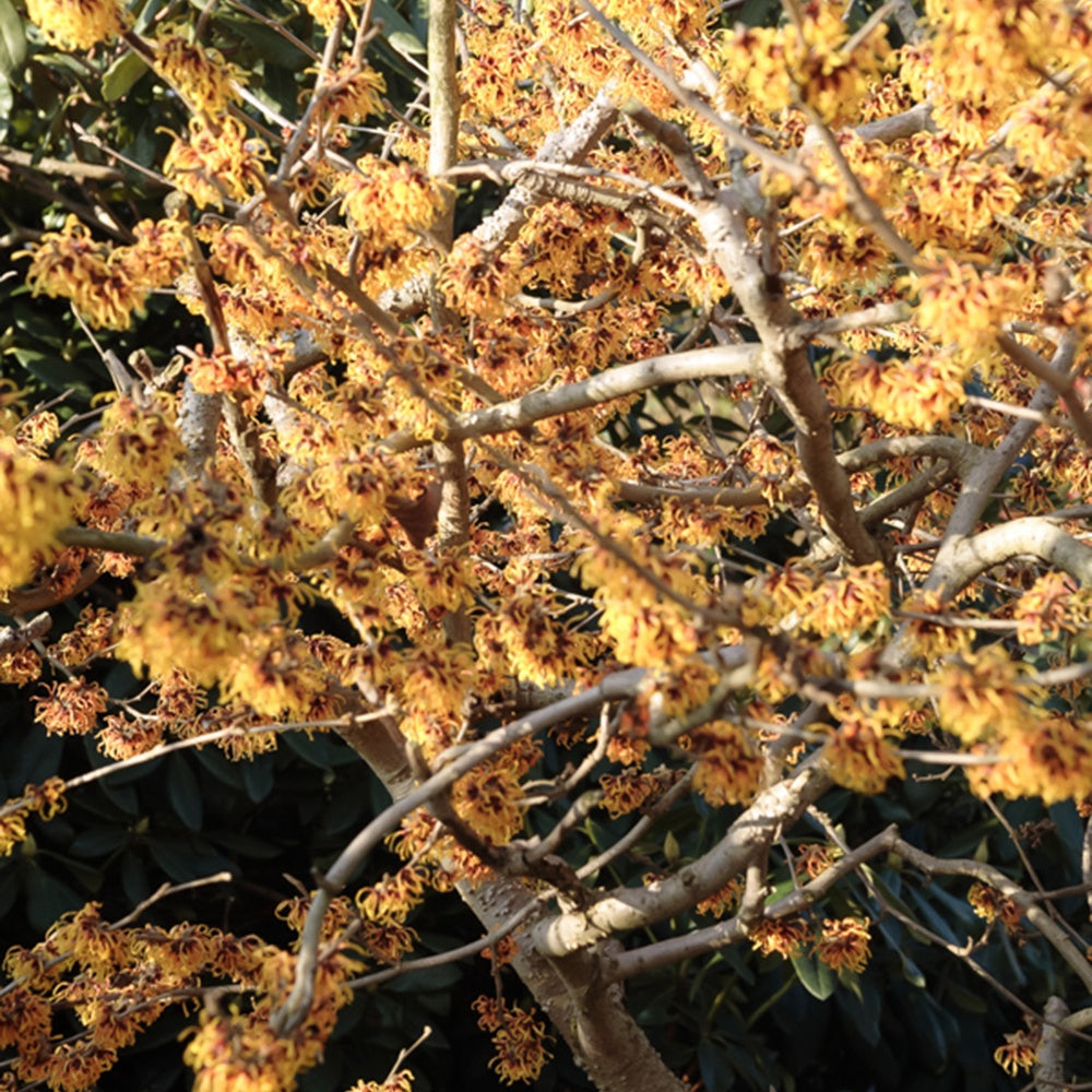Orange Beauty' Chinese toverhazelaar - Hamamelis intermedia Orange Beauty - Willemse