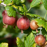 Kruisbes 'Captivator' - Ribes uva-crispa Captivator - Willemse
