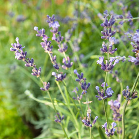 Lavendel 'Munstead' - Lavandula angustifolia 'munstead' - Willemse