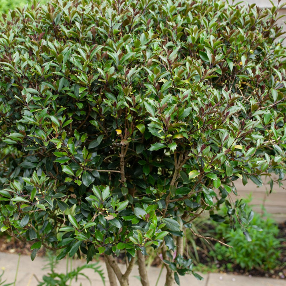 Rode Schijnhulst - Osmanthus heterophyllus Purpureus - Willemse