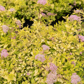 Spierstruik Goldmound - Spiraea japonica goldmound - Willemse