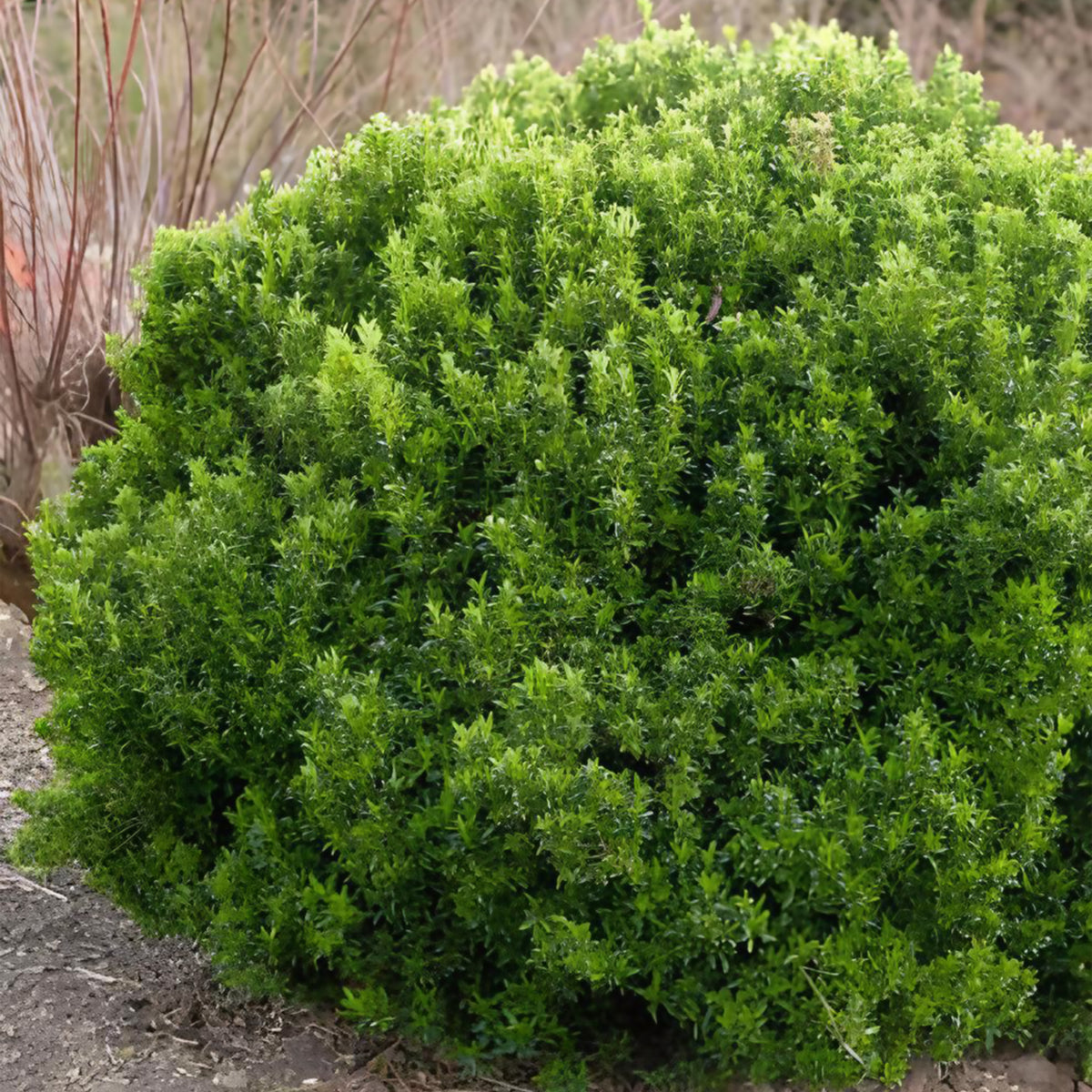 Kardinaalsmuts 'Microphyllus' - Willemse