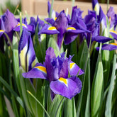 Hollandse Iris Purple Sensation - Willemse