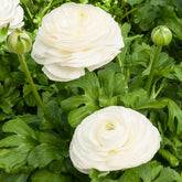 Witte Ranonkels - Ranunculus white - Willemse